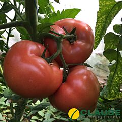 ПАНАМЕРА F1 / PANAMERA F1 - насіння томату, Clause
