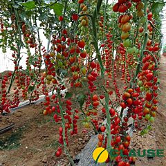 ТУТІ ФРУТІ F1 / TUTI FRUTI F1 - насіння томату, Clause