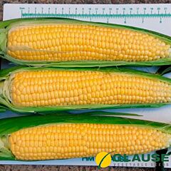 ЛІСКАМ F1 / LISKAM F1 - насіння цукрової кукурудзи, Clause
