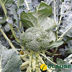 СТІРЛІНГ F1 / STIRLING F1 - насіння капусти броколі, Clause