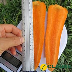 САНТОРИН F1 / SANTORIN F1 - семена моркови, Clause