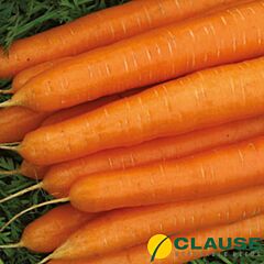 ПАТЗИ F1 / PATZI F1 - семена моркови, Clause