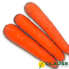 МУЛЕТА F1 / MULETA F1 - семена моркови, Clause