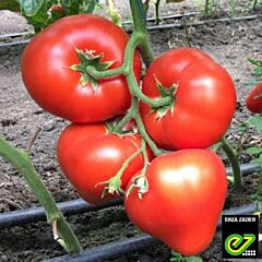 АРОН F1 / ARON F1 - насіння томату, Enza Zaden