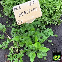 БЕНЕФАЙН / BENEFAIN - насіння салату, Enza Zaden