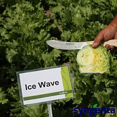 АЙС ВЕЙВ / ICE VEIV - насіння салату, Syngenta