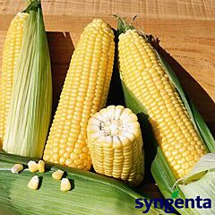 ЭЛЕМЕНТ / ELEMENT - семена сахарной кукурузы, Syngenta