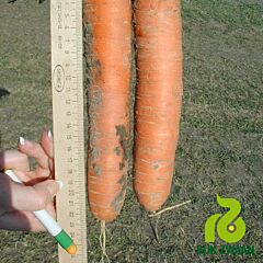 МОНАНТА / MONANTA - семена моркови, Rijk Zwaan