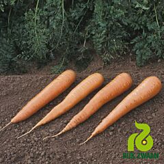КАРОТАН / KAROTAN - семена моркови, Rijk Zwaan