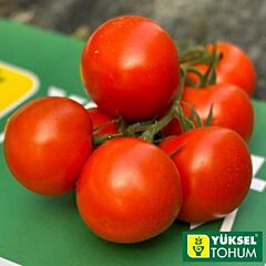 БУЛЛЗ / BULLZ - насіння томату, Yuksel Tohum