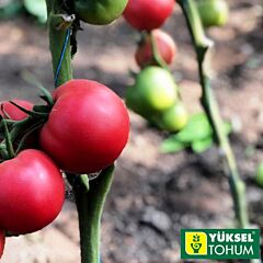 ПІНК НАГЕТС / PINK NAGETS - насіння томату, Yuksel Tohum