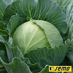 ОЛИМП / OLIMP - насіння білоголової капусти, Semo