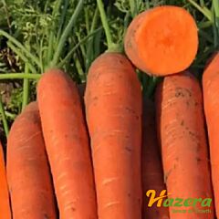 ОЛІМПО F1 / OLIMPO F1 - насіння моркви, Hazera