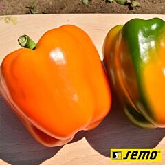 ОРЕНИ F1 / ORENI F1 - семена перца, Semo