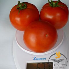 ПЕСАДО (1609) F1 / PESADO F1 - насіння томата (помідора), Lark Seeds