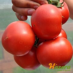 ПІНК ДЖАЗ F1 / PINK DZHAZ F1 - насіння томата (помідора), Hazera