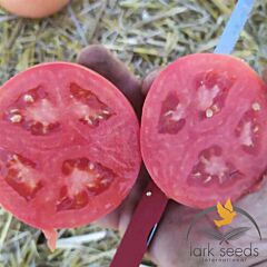 ПІНК СЕЙФ F1 / PINK SEIF F1 - насіння томата (помідора), Lark Seeds