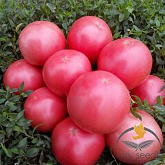 ПІНК СВІТНЕС F1 / PINK SVITNES F1 - насіння томата (помідора), Lark Seeds