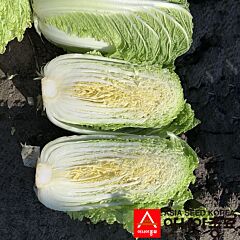 ПЛ 6031 F1 / PL 6031 F1 - семена пекинской капусты, Asia Seed