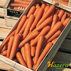 ПРЕСТО F1 / PRESTO F1 - семена моркови, Hazera