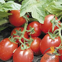 РІО ГРАНДЕ / RIO GRANDE - насіння томата (помідора), Lark Seeds
