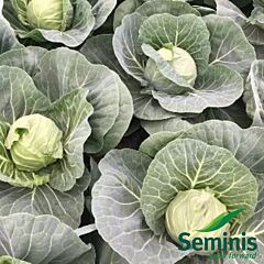 РАПИДИОН F1 / RAPIDION F1 - семена белокачанной капусты, Seminis