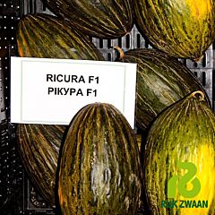 РІКУРА F1 / RICURA F1 - насіння дині, Rijk Zwaan