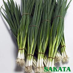 ТОТЕМ / TOTEM - насіння цибулі, Sakata