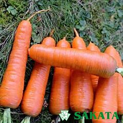 КУРОДА ШАНТАНЕ / KURODA SHANTANE - насіння моркви, Sakata