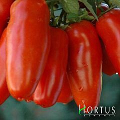 САН МАРЦАНО / SAN MARCANO - семена томата (помидора), Hortus