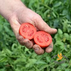 САННІ F1 / SANNI F1 - насіння томата (помідора), Lark Seeds