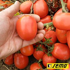 СЕМАРОЛ / SEMAROL - семена томата (помидора), Semo