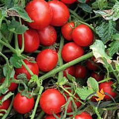 ШКІПЕР F1 / SHKIPER F1 - насіння томата (помідора), Lark Seeds