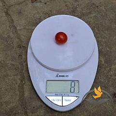 СТАРСКРІМ F1 / STARSKRIM F1 - насіння томата (помідора), Lark Seeds