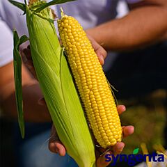СТРОНГСТАР F1 / STRONGSTAR F1 - семена сахарной кукурузы, Syngenta