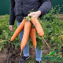 СВ 3118 F1 / SV 3118 F1 - насіння моркви, Seminis
