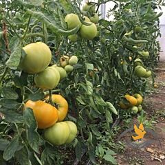 СВІТ САН F1 / SWEET SUN F1 - насіння томата (помідора), Lark Seeds