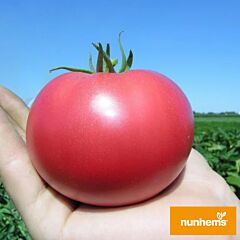 ТАРПАН F1 / TARPAN F1 - семена томата (помидора), Nunhems
