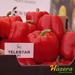 ТЕЛЕСТАР F1 / TELESTAR F1 - насіння перцю, Hazera