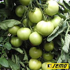ТИПО F1 / TIPO F1 - семена томата (помидора), Semo