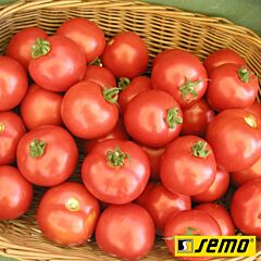 ТОРО F1 / TORO F1 - семена томата (помидора), Semo