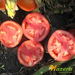 ТРІБЕКА F1 / TRIBEKA F1 - насіння томата (помідора), Hazera