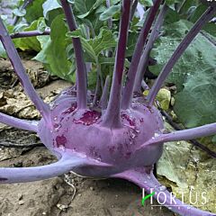 ВІДЕНСЬКА СИНЯ / VIENNA BLUE - насіння капусти кольрабі, Hortus
