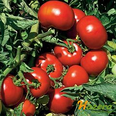 ВОЛНА F1 / VOLNA F1 - насіння томата (помідора), Hazera