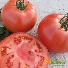 ВП 2 F1 / VP 2 F1 - насіння томата (помідора), Hazera