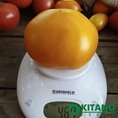 ЯМАМОТО (КС 10) F1 / IAMAMOTO (KS 10) F1 - семена томата (помидора), Kitano Seeds