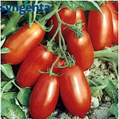 УЛІССЕ F1 / ULISSE F1 - насіння детермінантного томату, Syngenta