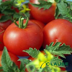 КРИСТАЛ F1 / CRISTAL F1 - насіння індетермінантного томату, Clause