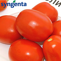 ЧІБЛІ F1 / CHIBLI F1 - насіння детермінантного томату, Syngenta