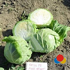 ОРТУС (06-024) F1 / ORTUS (06-024) F1 - насіння білоголової капусти, Takii Seeds